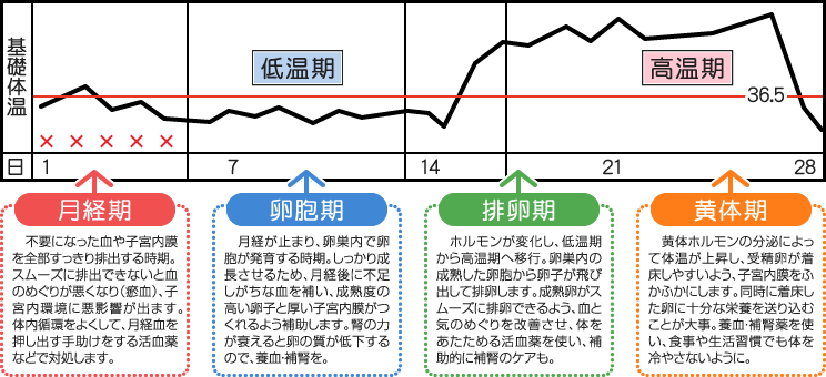 月経周期の4つの時期