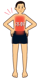体幹トレーニング